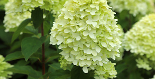 hydrangea paniculata cocktail bokraflame 14 
