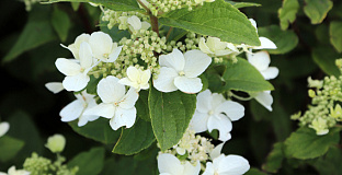hydrangea paniculata dart s little dot darlido 10 