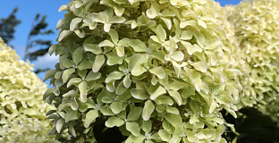 hydrangea paniculata bokralims lime sparkle 08 