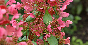 hydrangea paniculata melange bokratorch 11