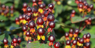 hypericum inodorum black gem kolmuni 01