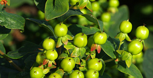 hypericum inodorum green gem kolmali 03