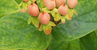 hypericum inodorum orange gem kolmbeau 52 