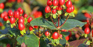 hypericum inodorum red gem kolmaref 04