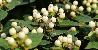 hypericum inodorum white gem kolmawhige 05 