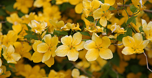 kerria japonica isabella darbel 54 