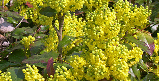 mahonia aquifolium hillary darthil 55 