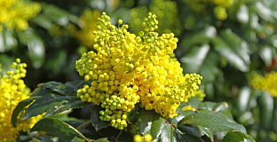 mahonia blackfoot bokrafoot 18