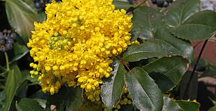 mahonia rotonde bokrarond 10