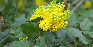 mahonia sioux bokrasio 24