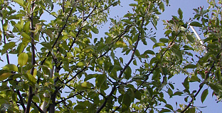 malus hupehensis arie mauritz 02