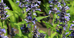 nepeta mr blue sky 1301 59 03 