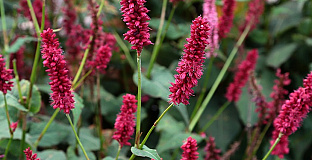 persicaria amplexicaulis bonfire bokrafire 10 klein