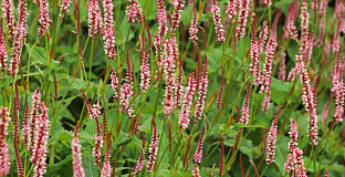 persicaria amplexicaulis confetti bocofetti 12 