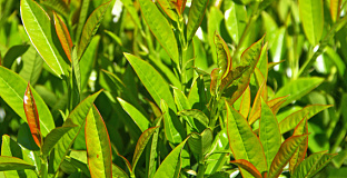 prunus laurocerasus athene 05