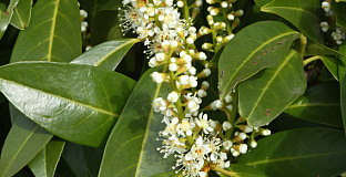 prunus laurocerasus green discovery bokraschalk 14 
