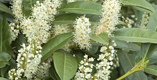 prunus laurocerasus mercurius bokramer 18 