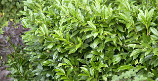 prunus laurocerasus ilona darzalo 03