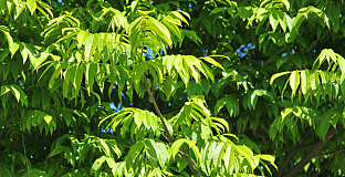 pterocarya rhoifolia kyoto convention 12