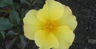 rosa flushing meadow bokraflush 10