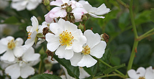 rosa golf 16