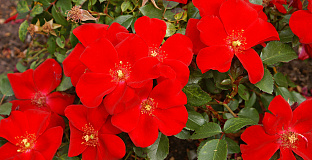 rosa cricket 04