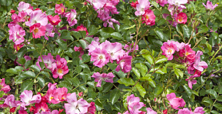 rosa floriade 2002 15