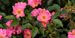rosa giro d italia bokraruigi 26 
