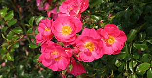 rosa marathon bokrathon 50 