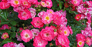 rosa matchpoint 30