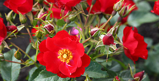 rosa rally 26