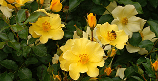 rosa roland garros 12