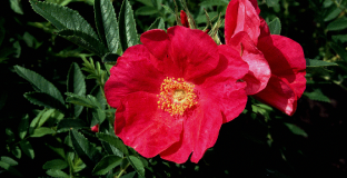 rosa rote hannover bokrahan 07