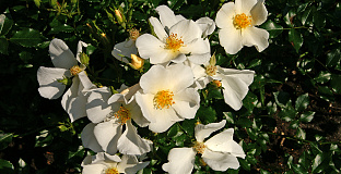 rosa rugby 26