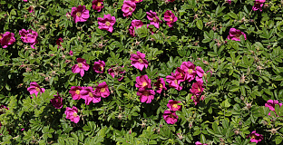 rosa short track 44