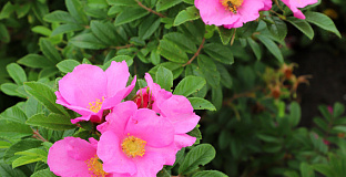 rosa speedway bloem 2 