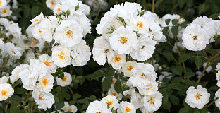 rosa spinnaker bokraruisp 15 
