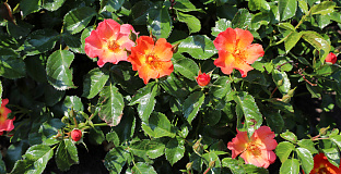 rosa vuelta a espa a boruiora 19 