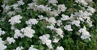 spiraea media dart s snowstorm darsnorm 50 