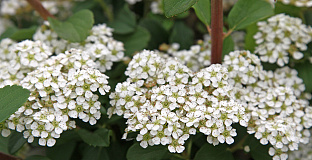 spiraea nipponica snow cover 08