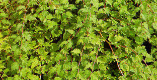 stephanandra oro verde 01 