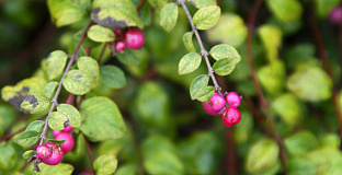 symphoricarpos chenaultii hancock low 13