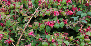 symphoricarpos chenaultii hancock pearl bokohape 21 