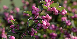 symphoricarpos pink blizzard kolmcan 12 