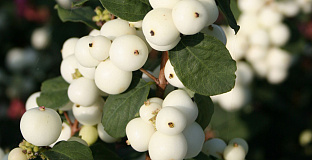 symphoricarpos snow blizzard kolmgala 03 