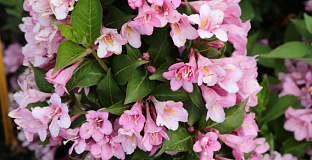 weigela bubblegum bocogum 02 