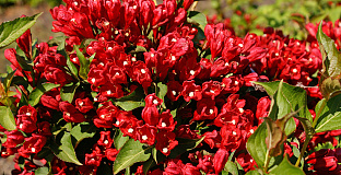 weigela little red robin 02