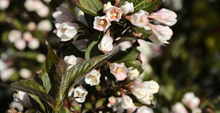 weigela nightfall bocofall 05 