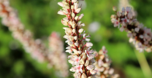 persicaria amplexicaulis 2102 01 02 