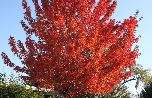 acer rubrum redpointe 03 